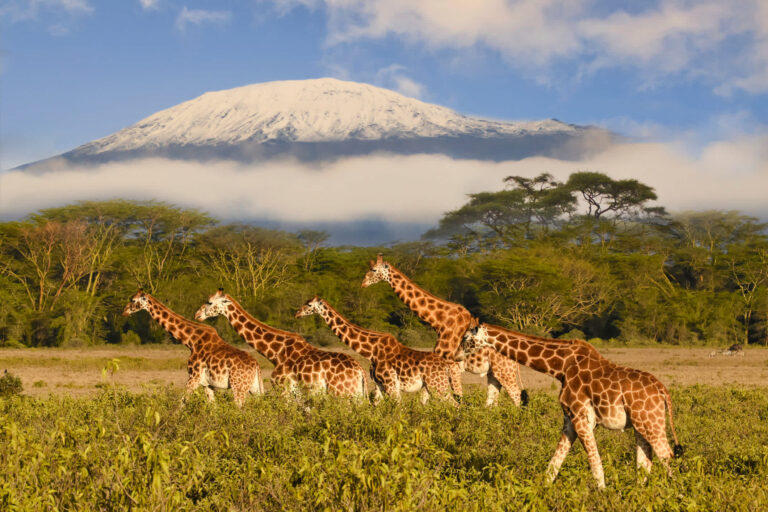 Giraffen Tarangire