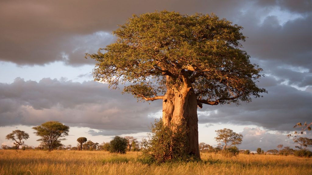 baobab tree