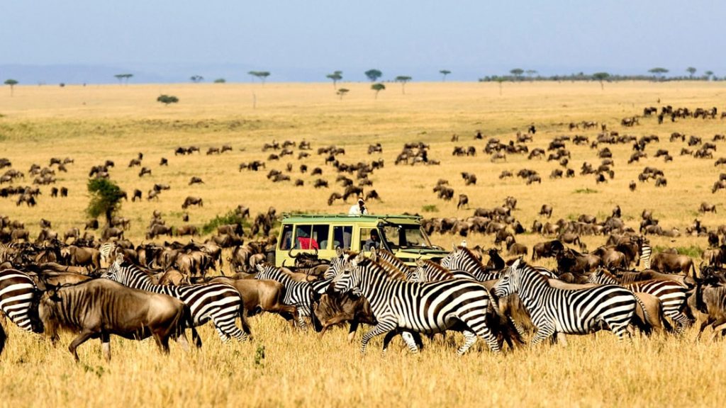 Zebras