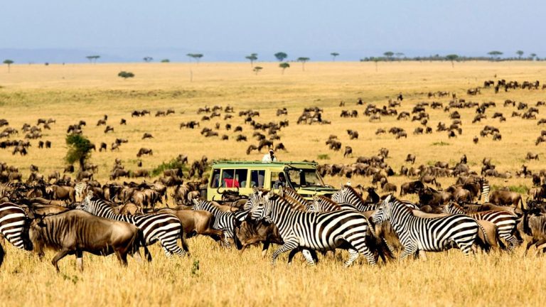 Zebras