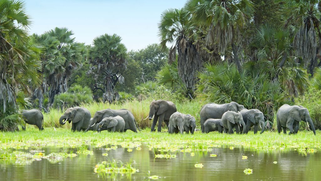 herd-of-elephants-and-water