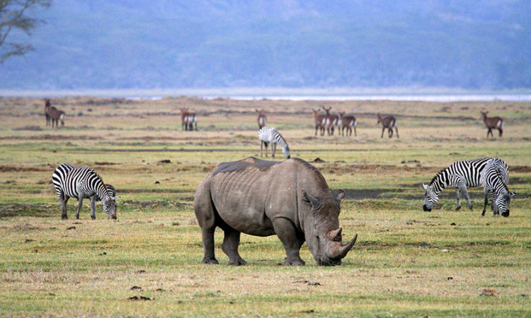 Nashorn