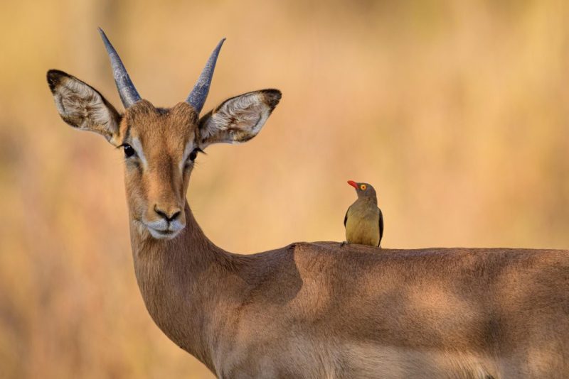 Gazelle mit Vogel auf dem Rücken
