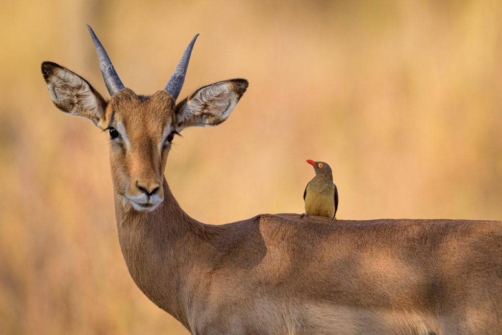 Gazelle mit Vogel auf dem Rücken