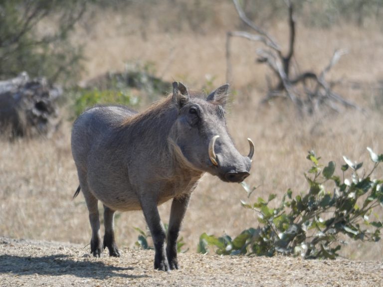 Warzenschwein