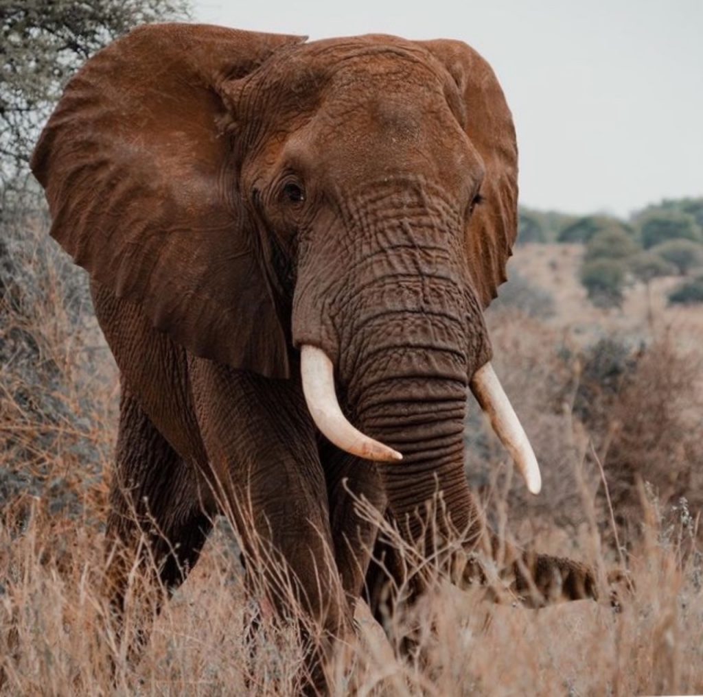 Elefant