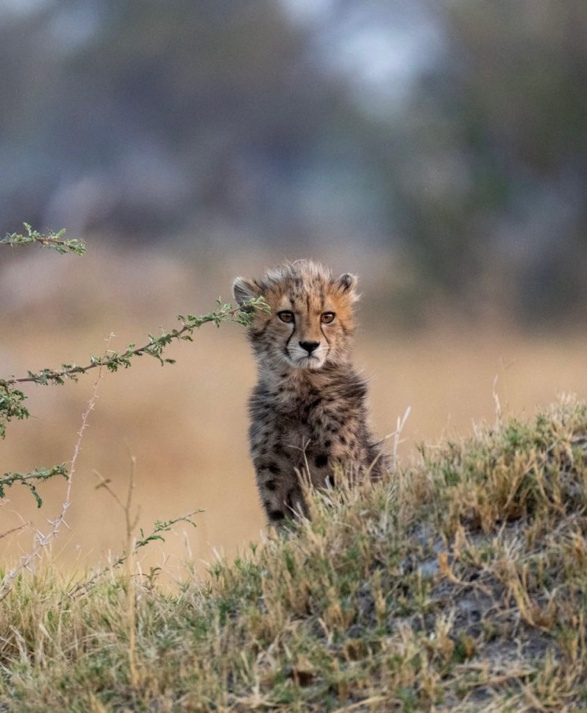 Leopard Baby
