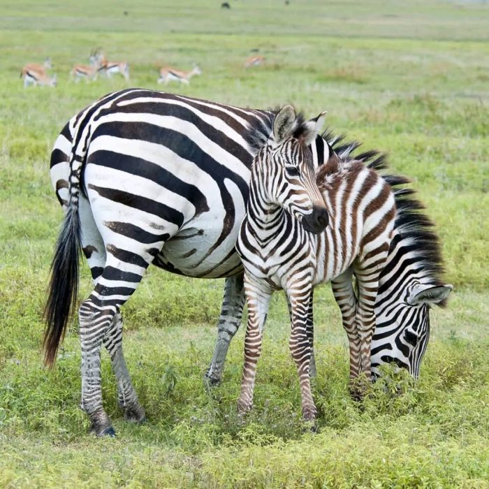 Babyzebra
