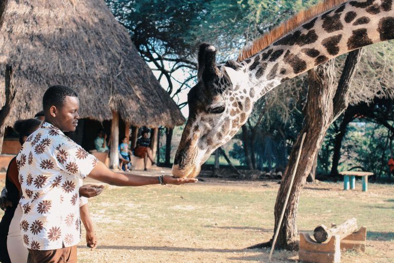 Giraffe Füttern