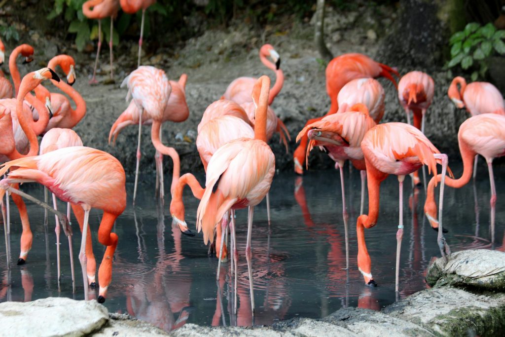 Flamingos am Lake Manyara