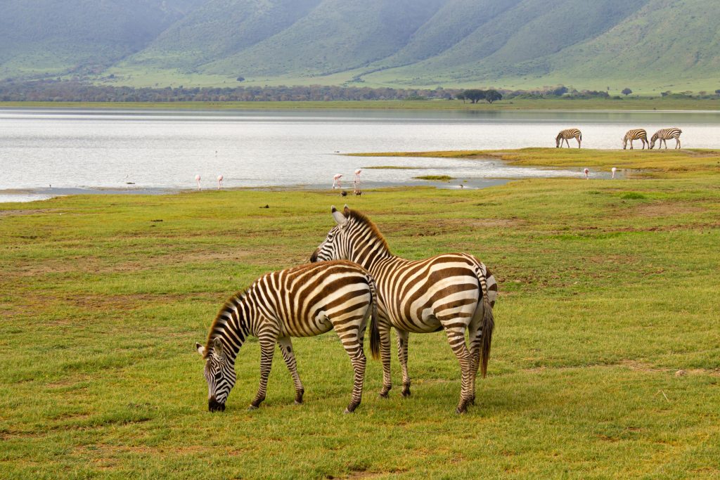 Zebras Ngorongoro