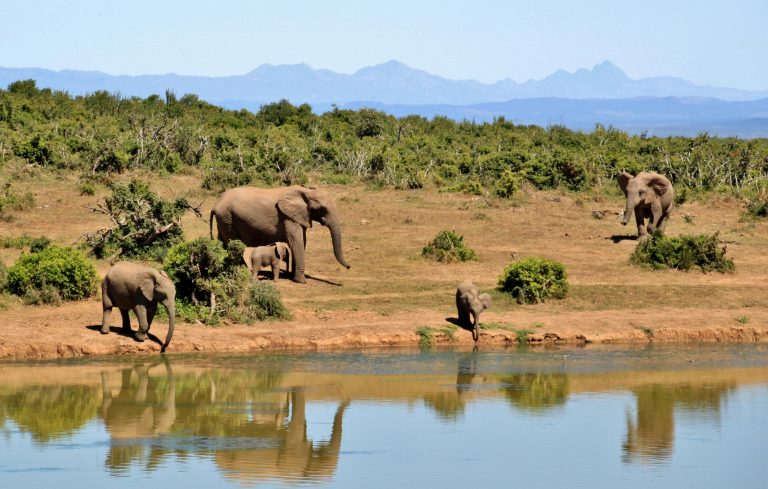 Elefanten Ruaha Nationalpark