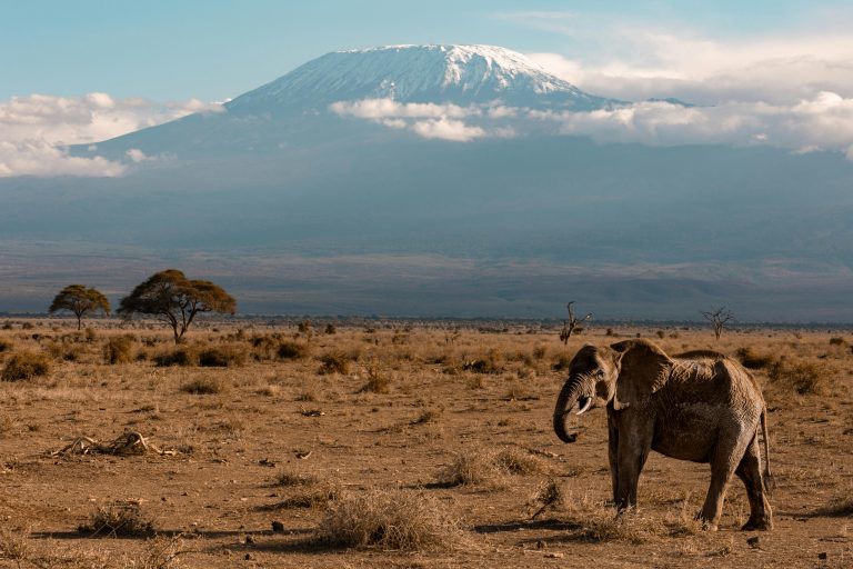 kilimanjaro