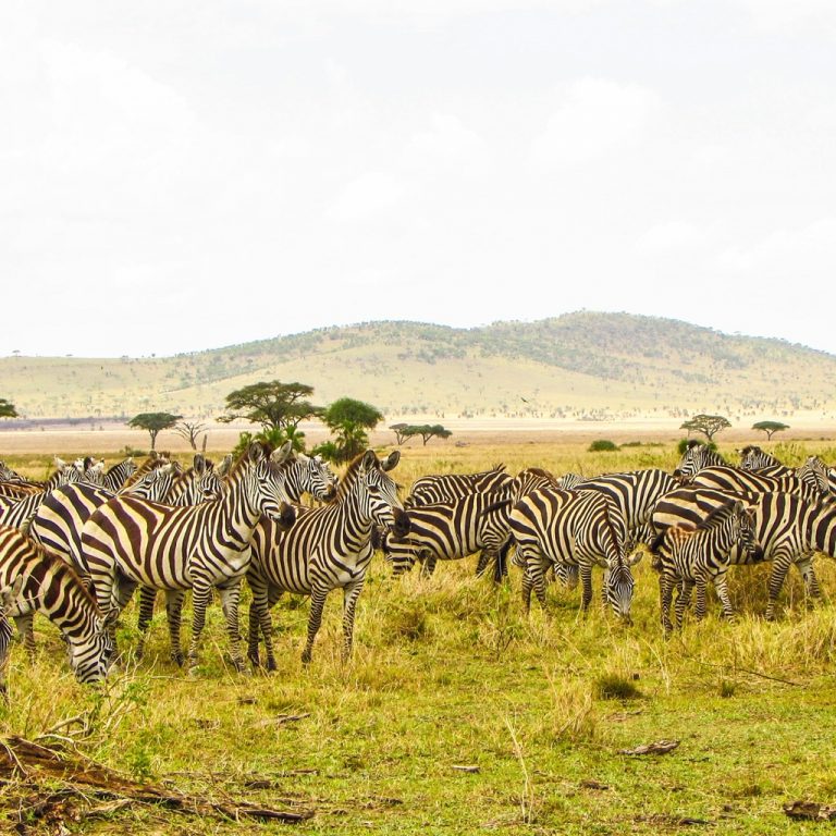 Zebraherde