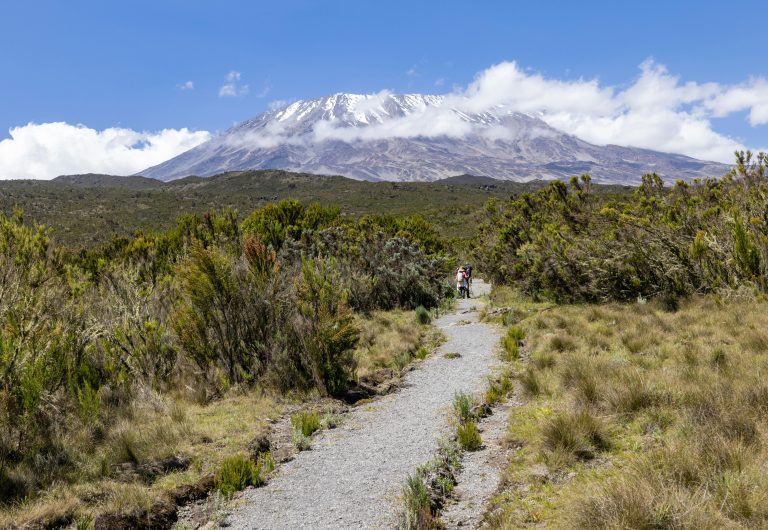 Kilimanjaro Moorland