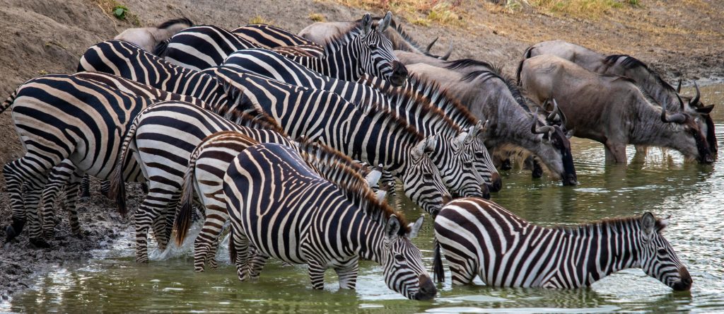 Zebra Büffel Trinken