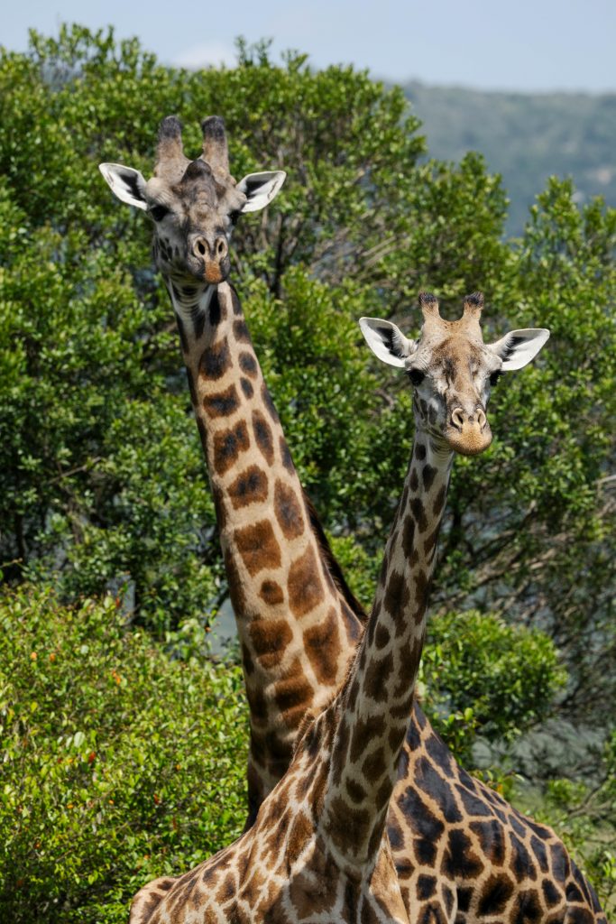 Giraffen