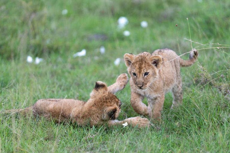 Löwen Babies