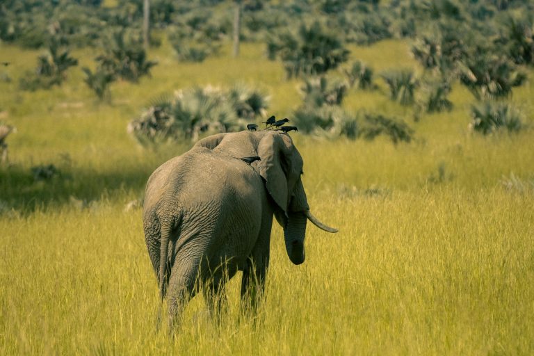 Elefant