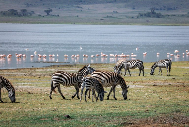 Zebra Flamingo See