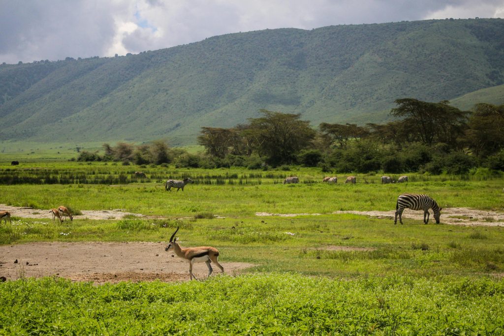 Gazelle und Zebra im Ngorongoro Krater