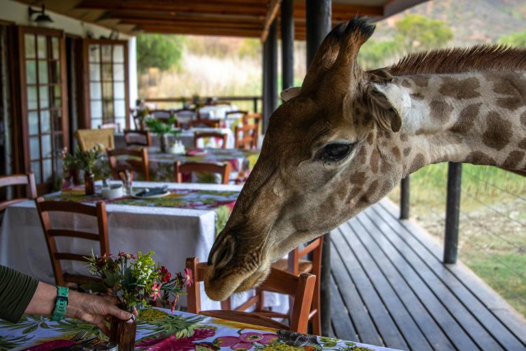 Giraffe Hotel
