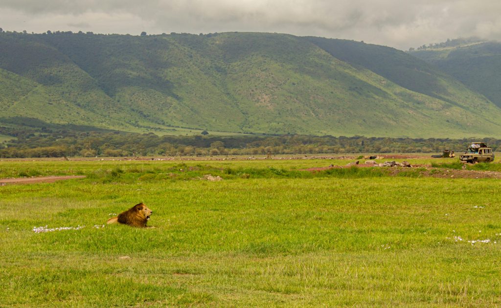 Löwe im Ngorongoro Krater