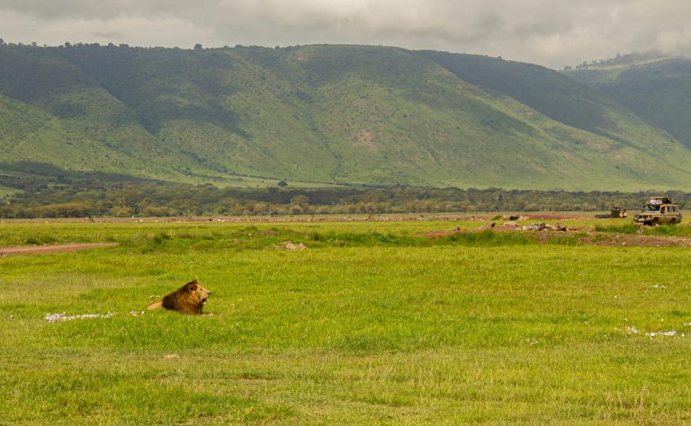 Löwe im Ngorongoro Krater