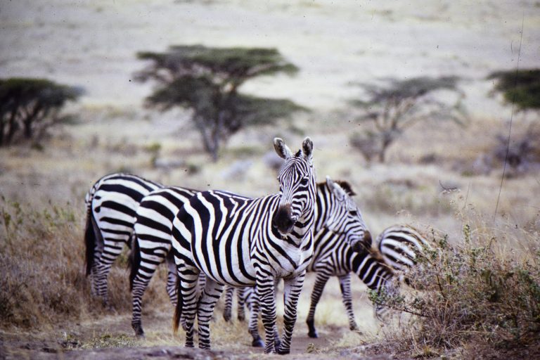 Zebraherde