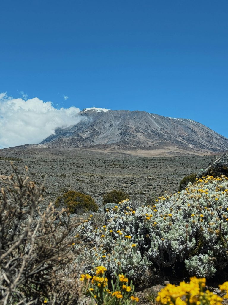 Kilimanjaro Moorland
