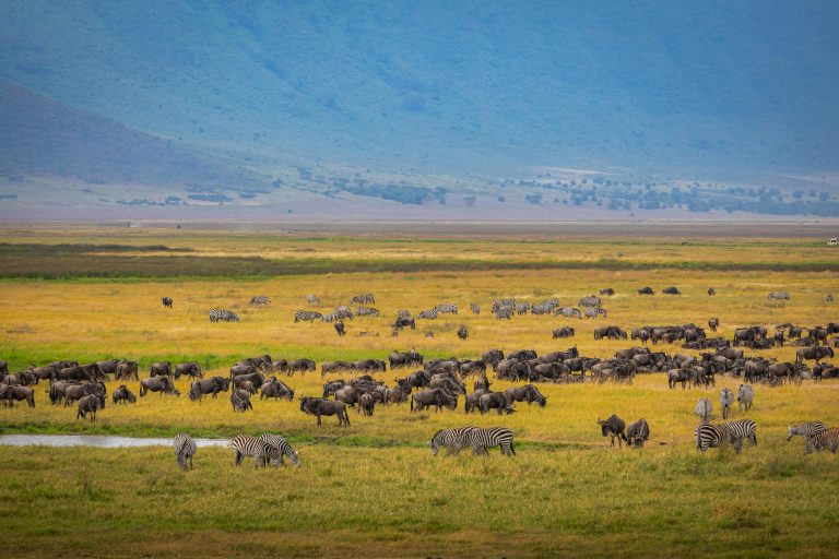 Büffel und Zebras trinken im Ngorongoro Krater
