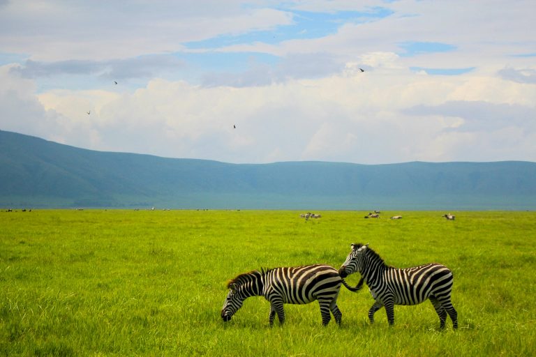 Zebras im Ngorongoro Krater
