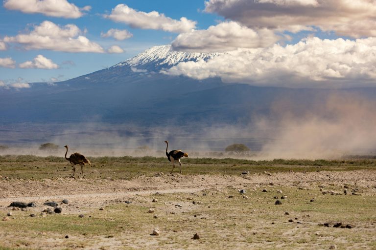 Kilimanjaro
