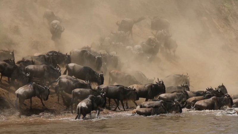 Große Migration Büffel