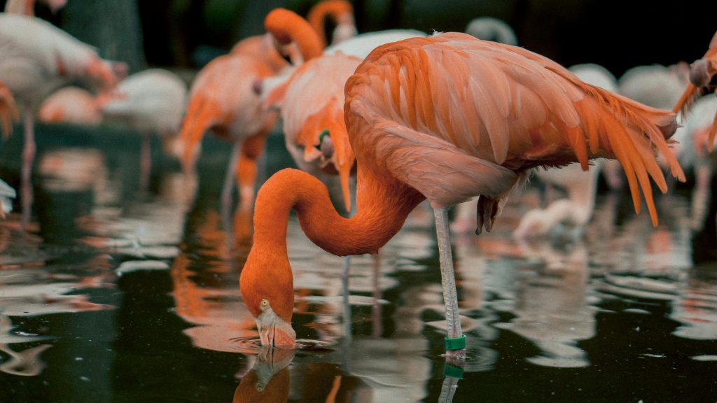 Flamingos im Wasser