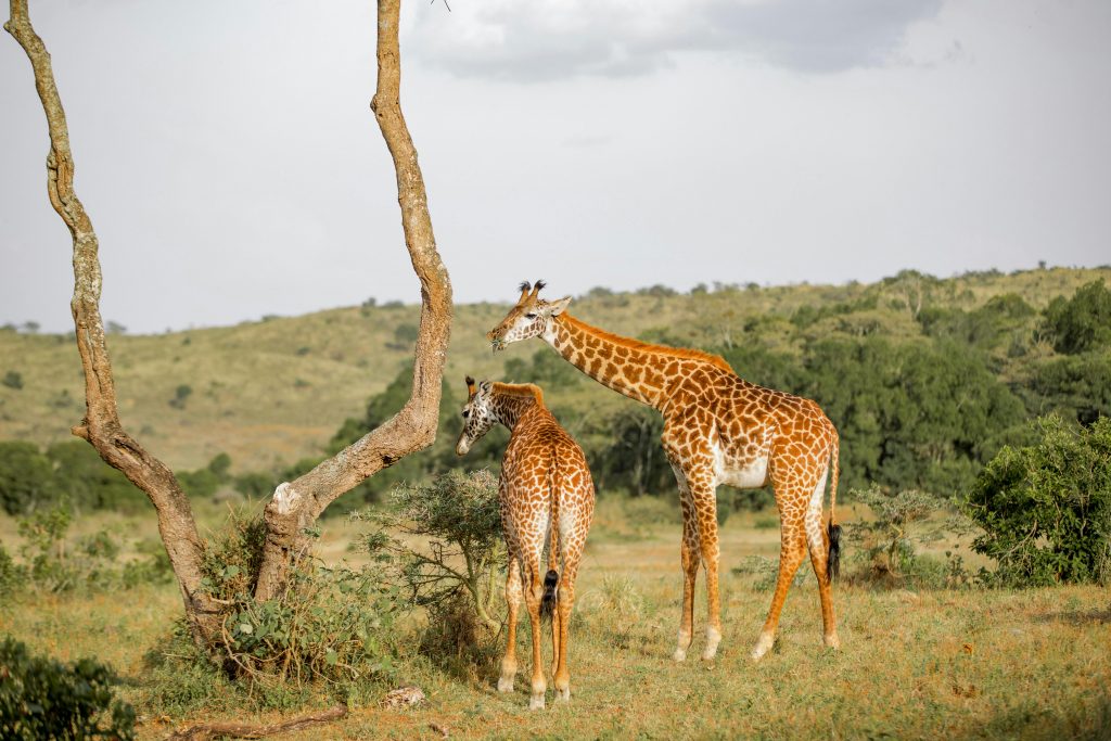 Giraffen Serengeti