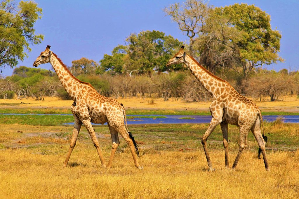 Giraffen