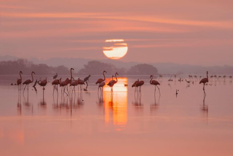 Flamingos am See