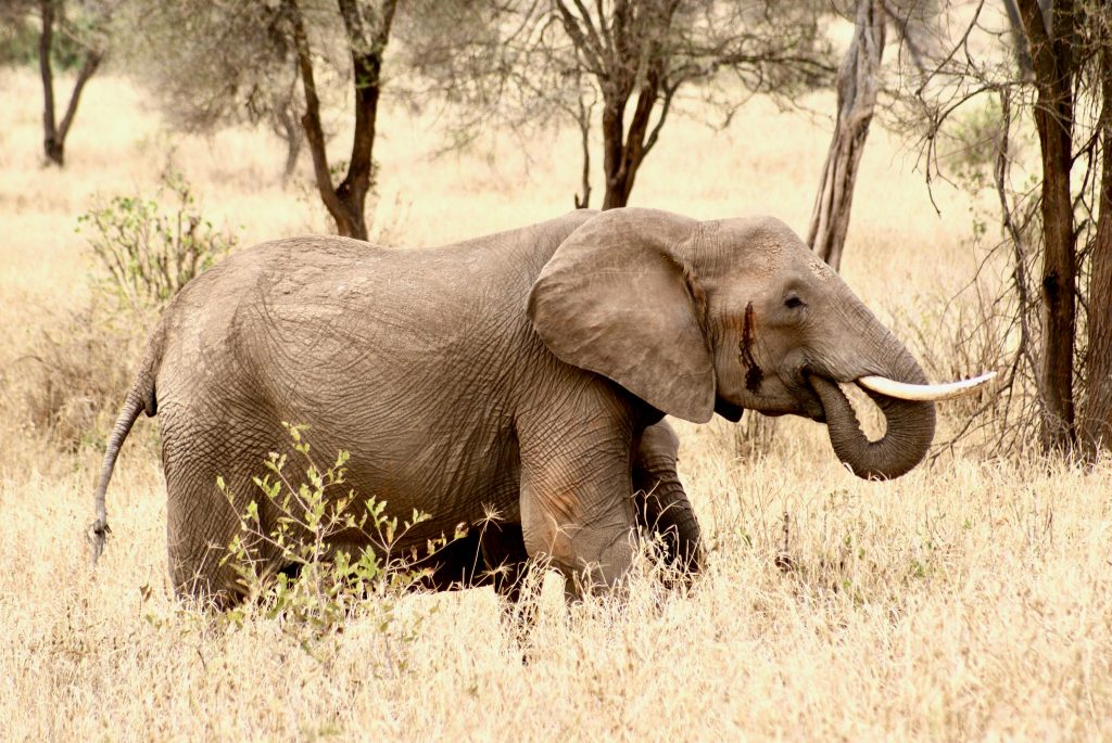 Elefant
