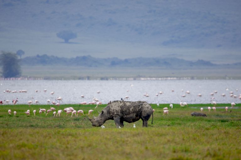 Nashorn Tansania 2