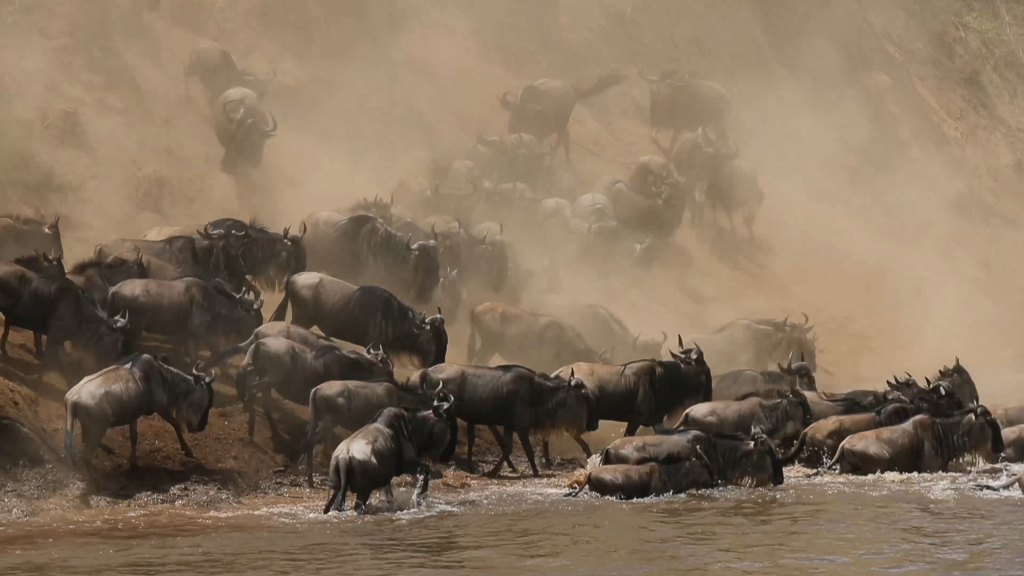 Große Migration Büffel