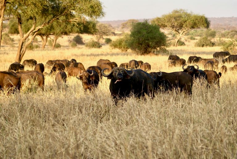 Bisonherde