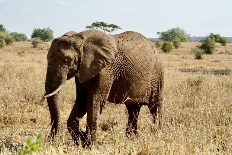 Elefant