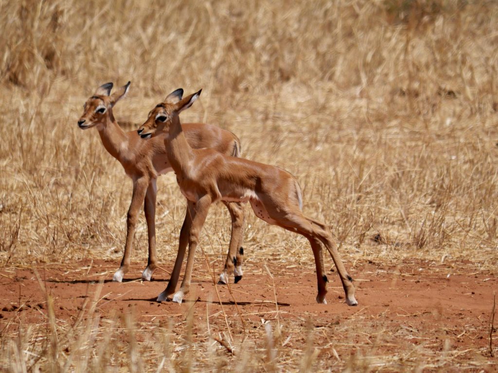 Babygazelle