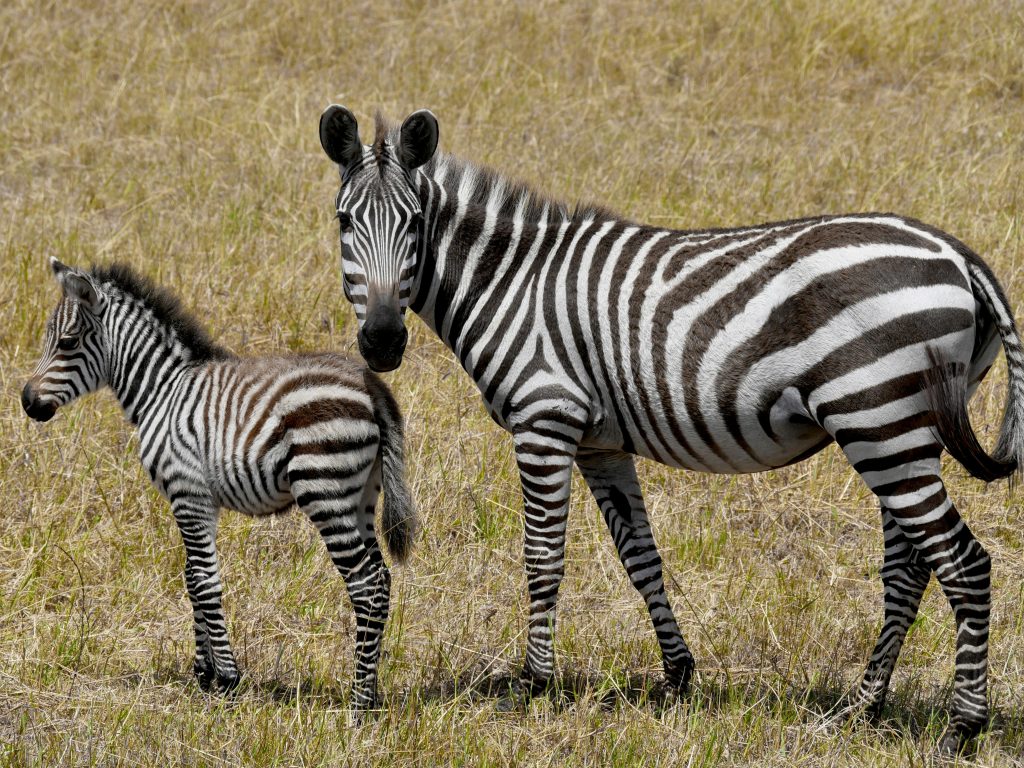 Zebra Baby