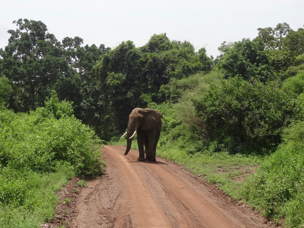 Elefant auf Straße in Tansania