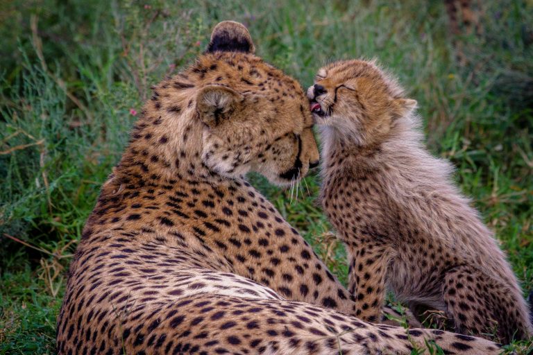 Leopard mit Baby
