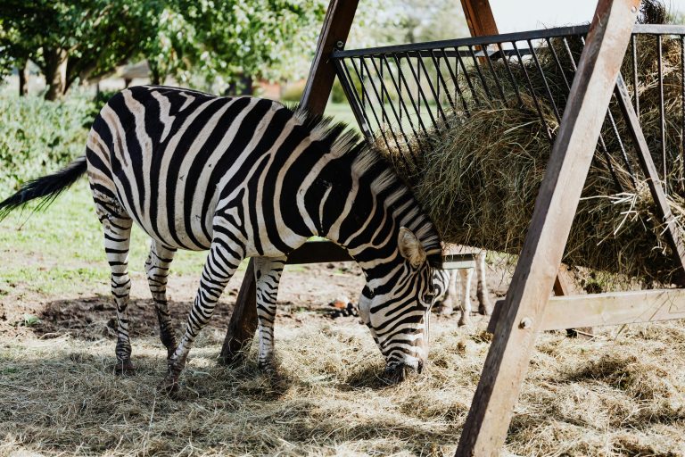 Zebra isst Stroh