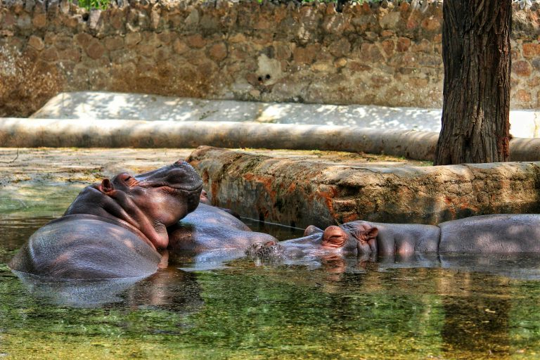 Nilpferde im Wasser
