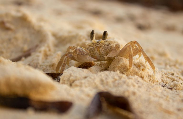 Krabbe im Sand